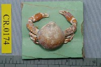 藏品(玉蟹屬)的圖片